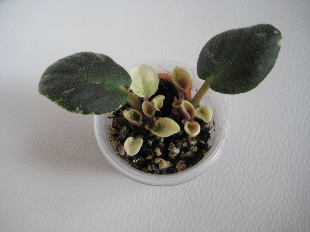 Детки на листе фиалки