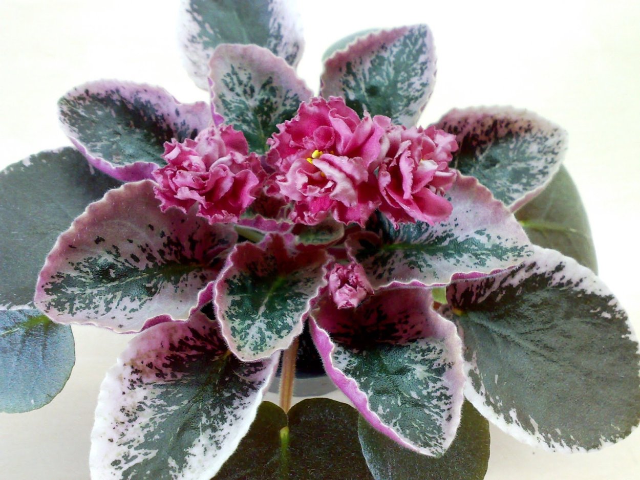 Сенполия зивай