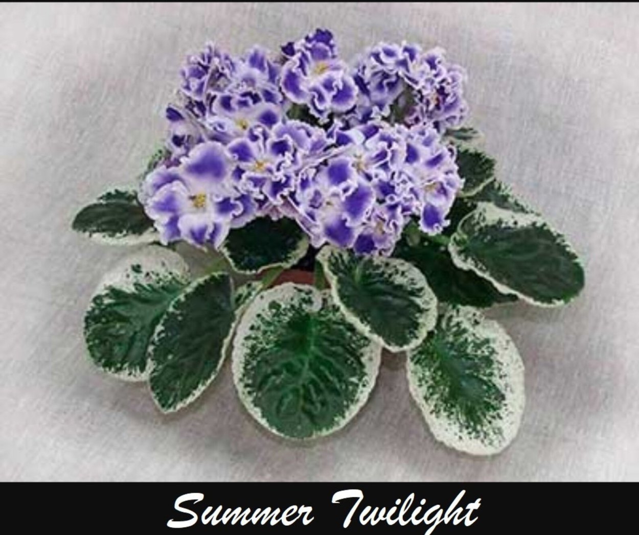 Летние Сумерки Морев