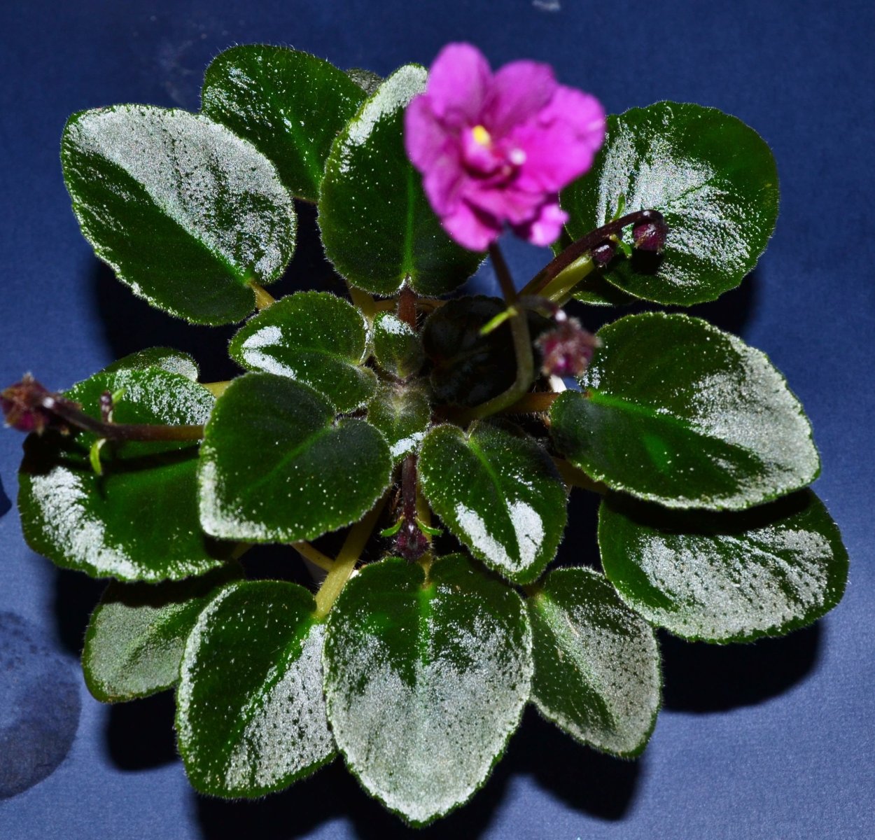 Фиалка African Violet