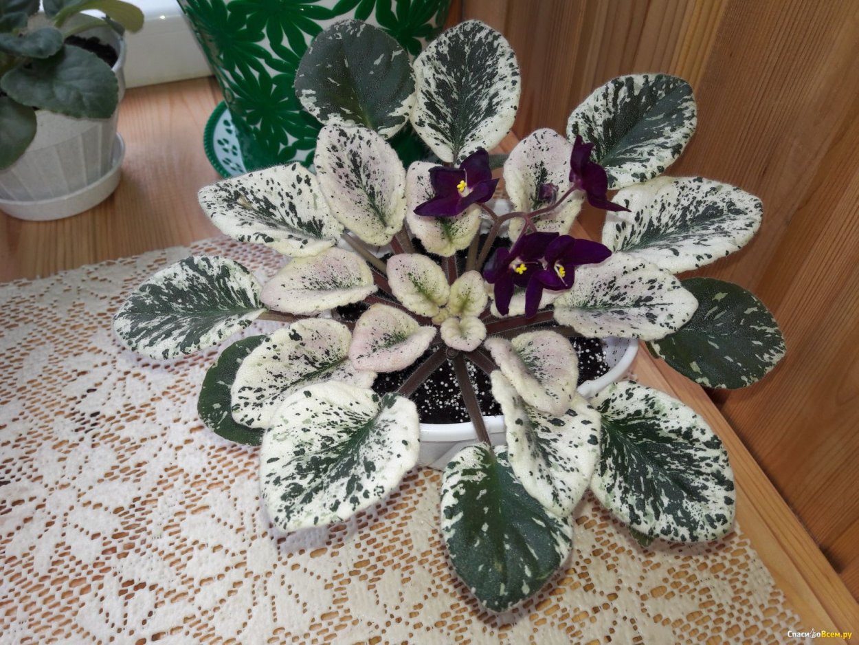 Фиалка с пестрыми листьями