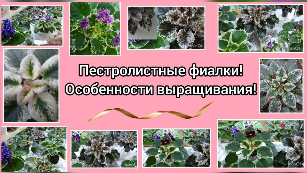 Пестролистные фиалки