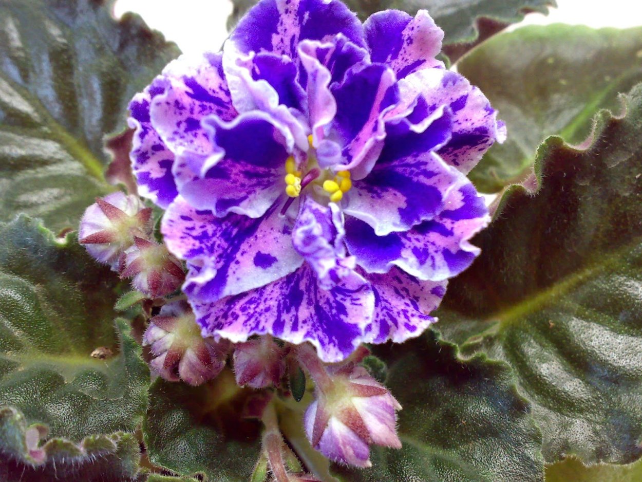 Ле-Розмари (Лебецкая)