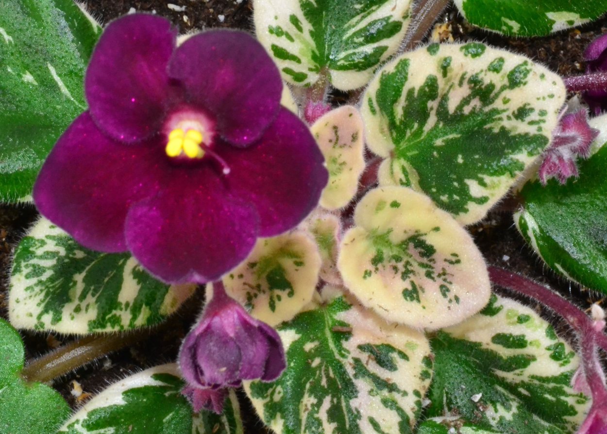 Фиалка Джина