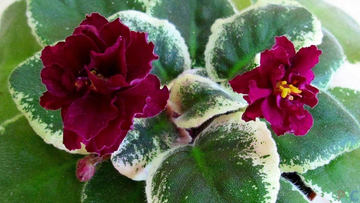 Фиалка Ле Элли