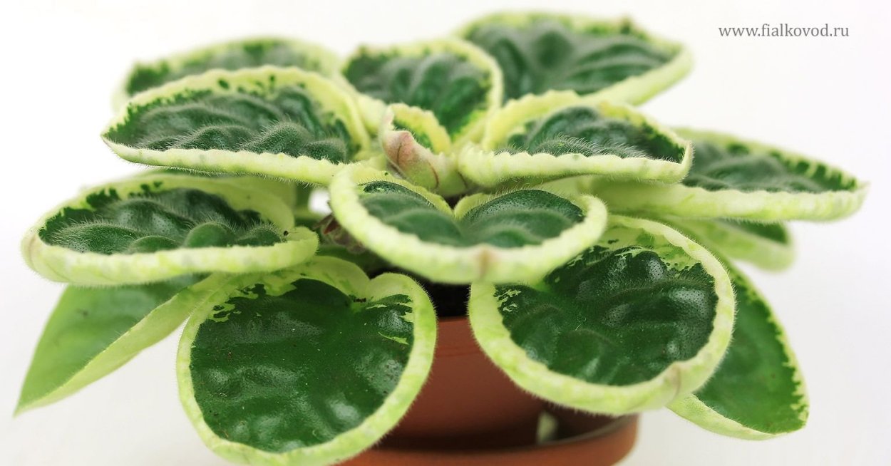 Фиалка АВ-кувшинка 790-15