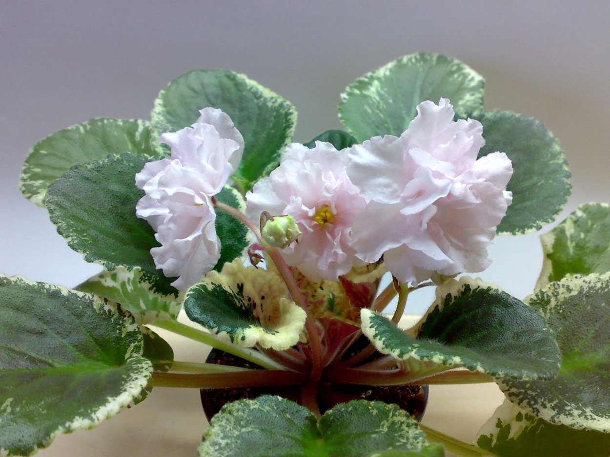 Фиалка Наполеон