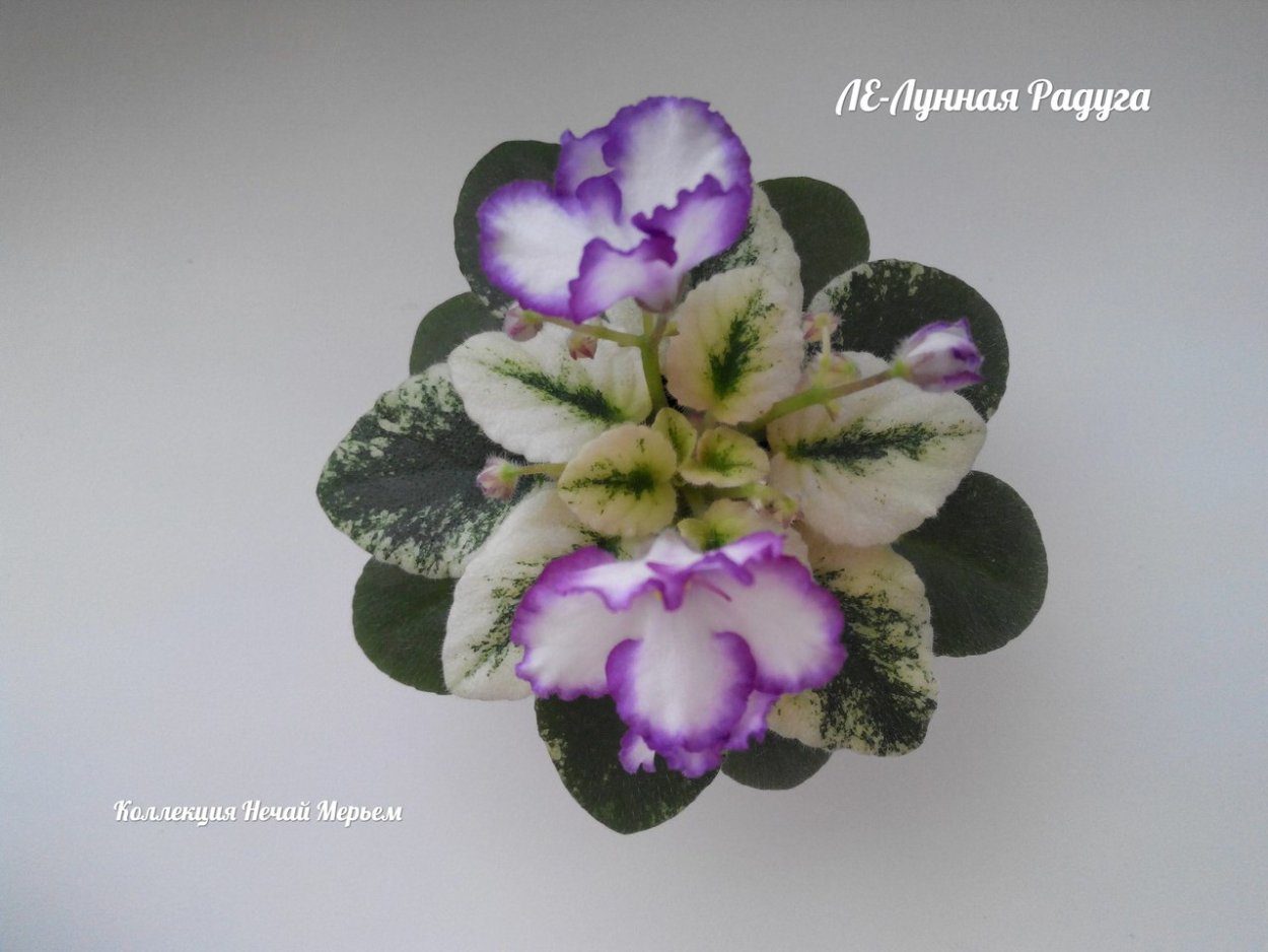 Сенполия Лунная Радуга