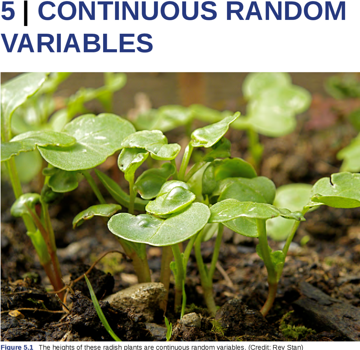 Всходы дайкона