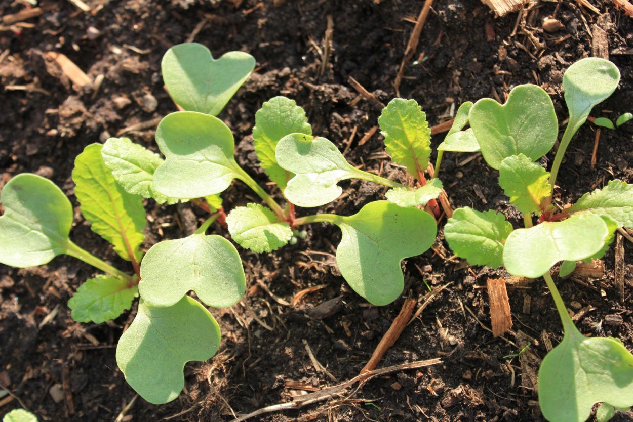 Всходы редьки