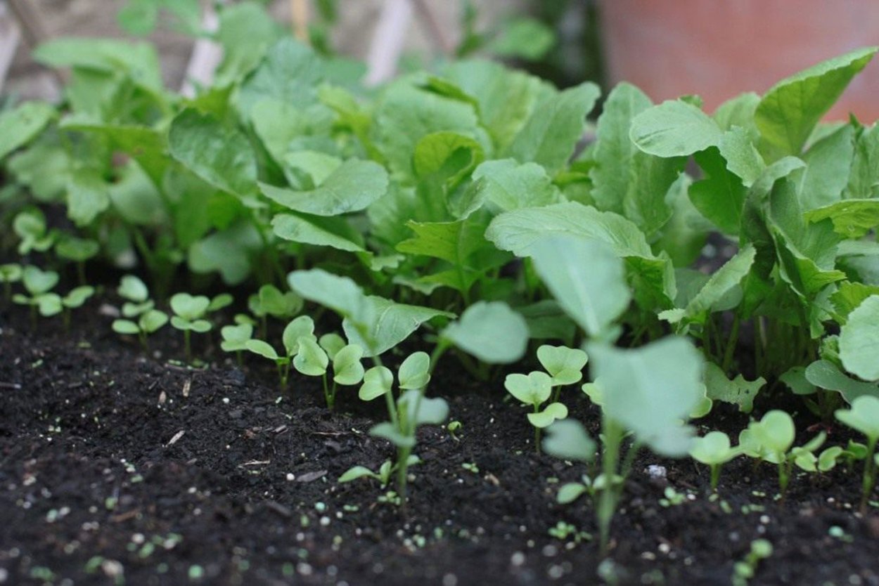 Всходы редьки