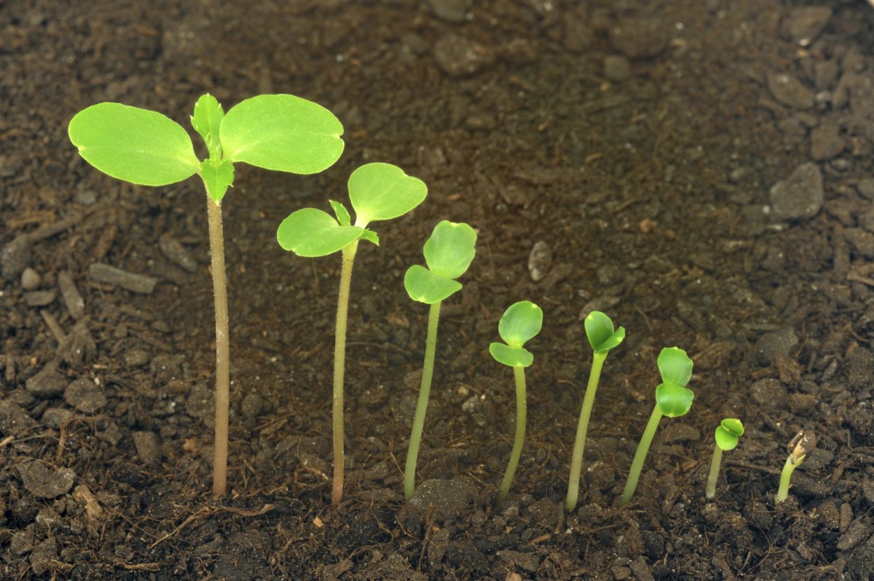 Проростки редис