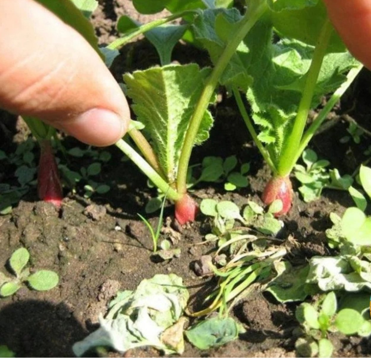 Мульчирование редиса