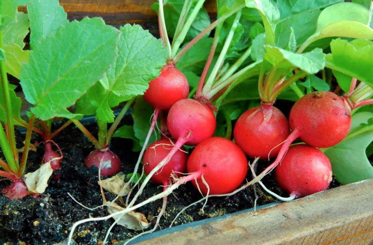 Проростки редис