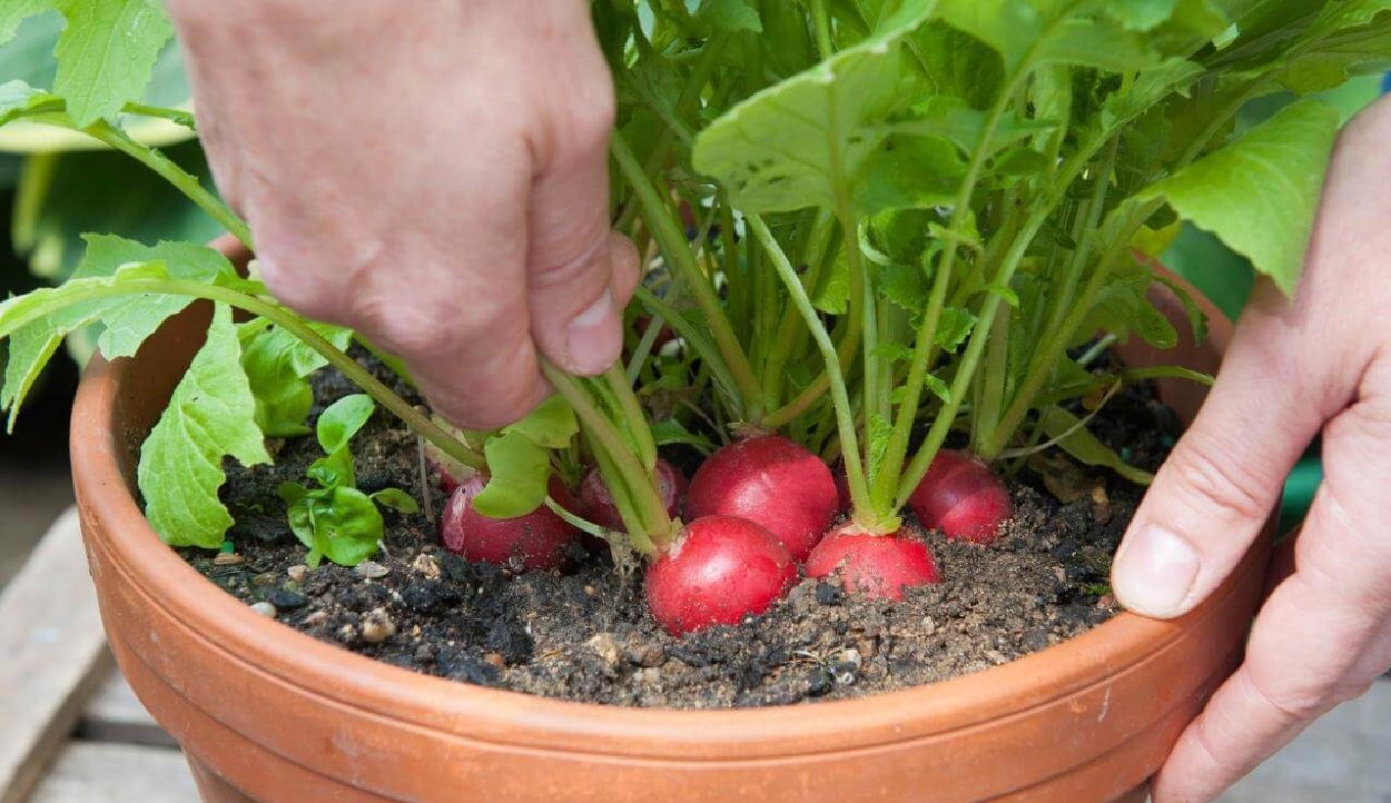 Редис на подоконнике