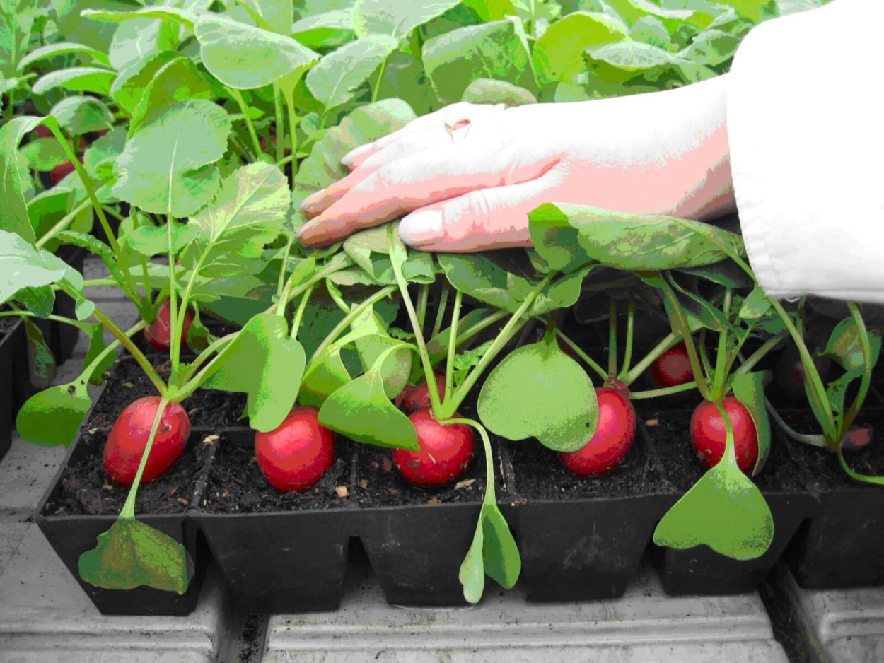 Рассада редиски на подоконнике