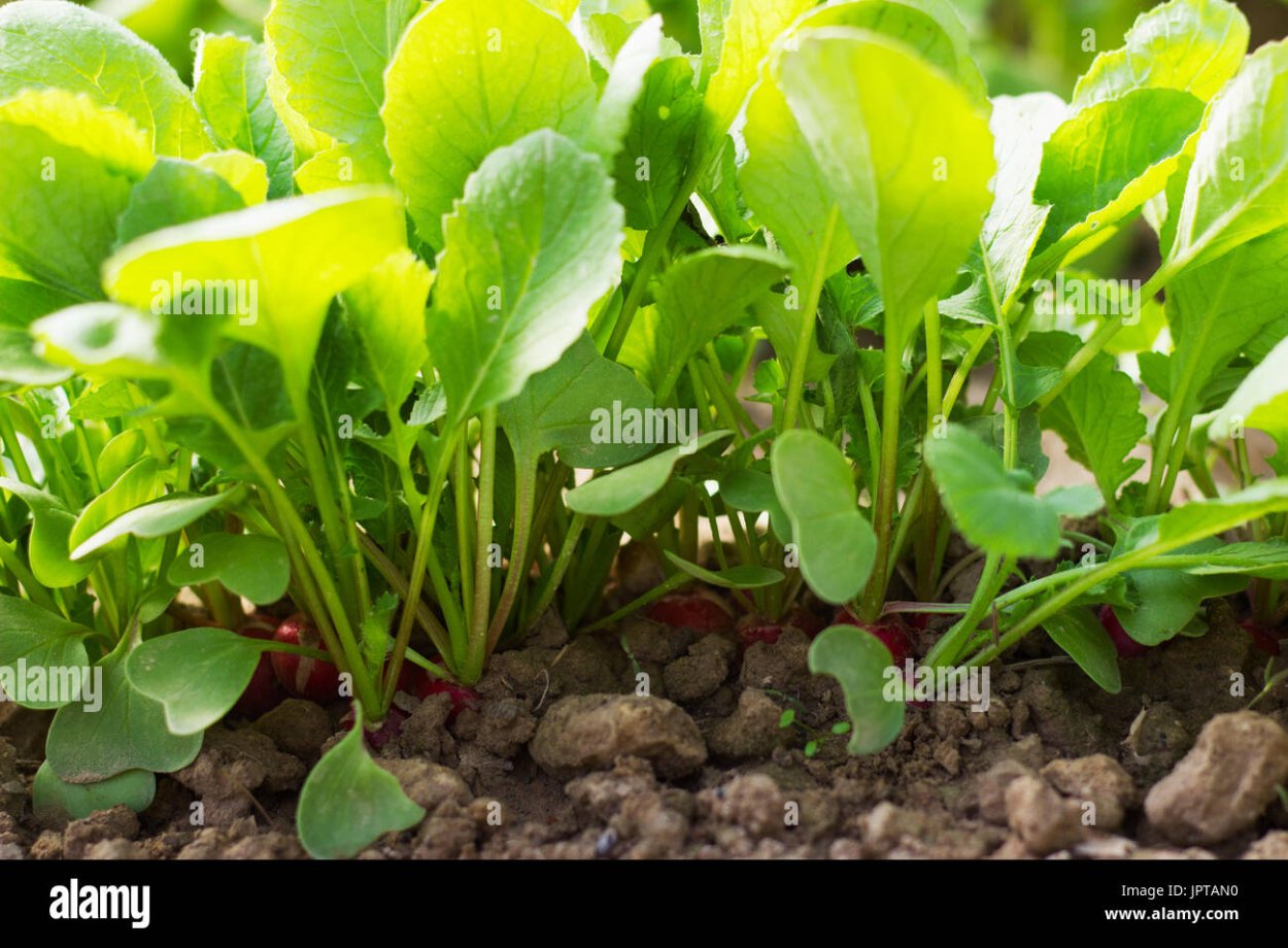 Росточки редиса