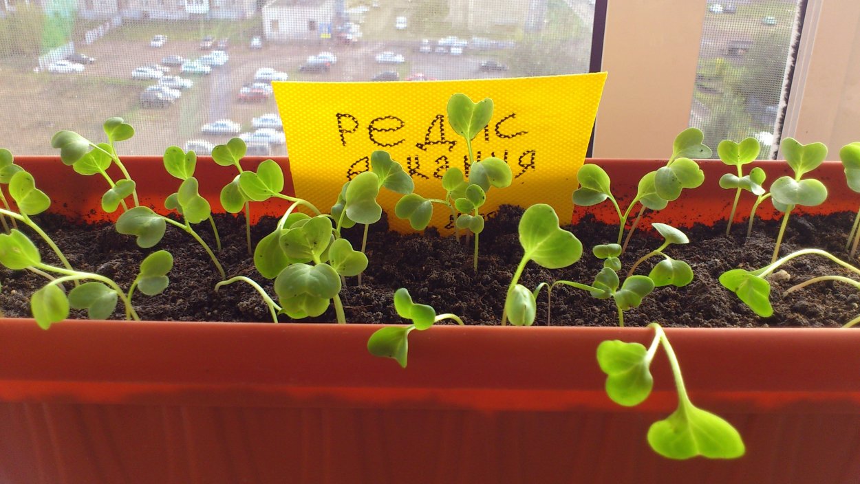 Редиска в горшке на подоконнике