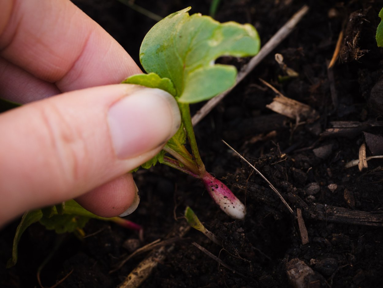 Проростки редис