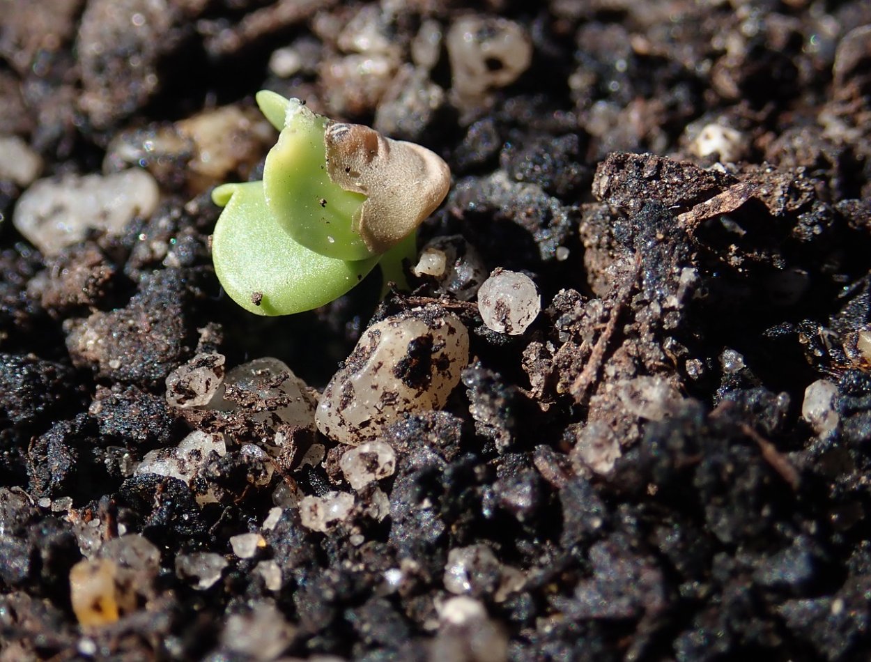 Прорастание редиса