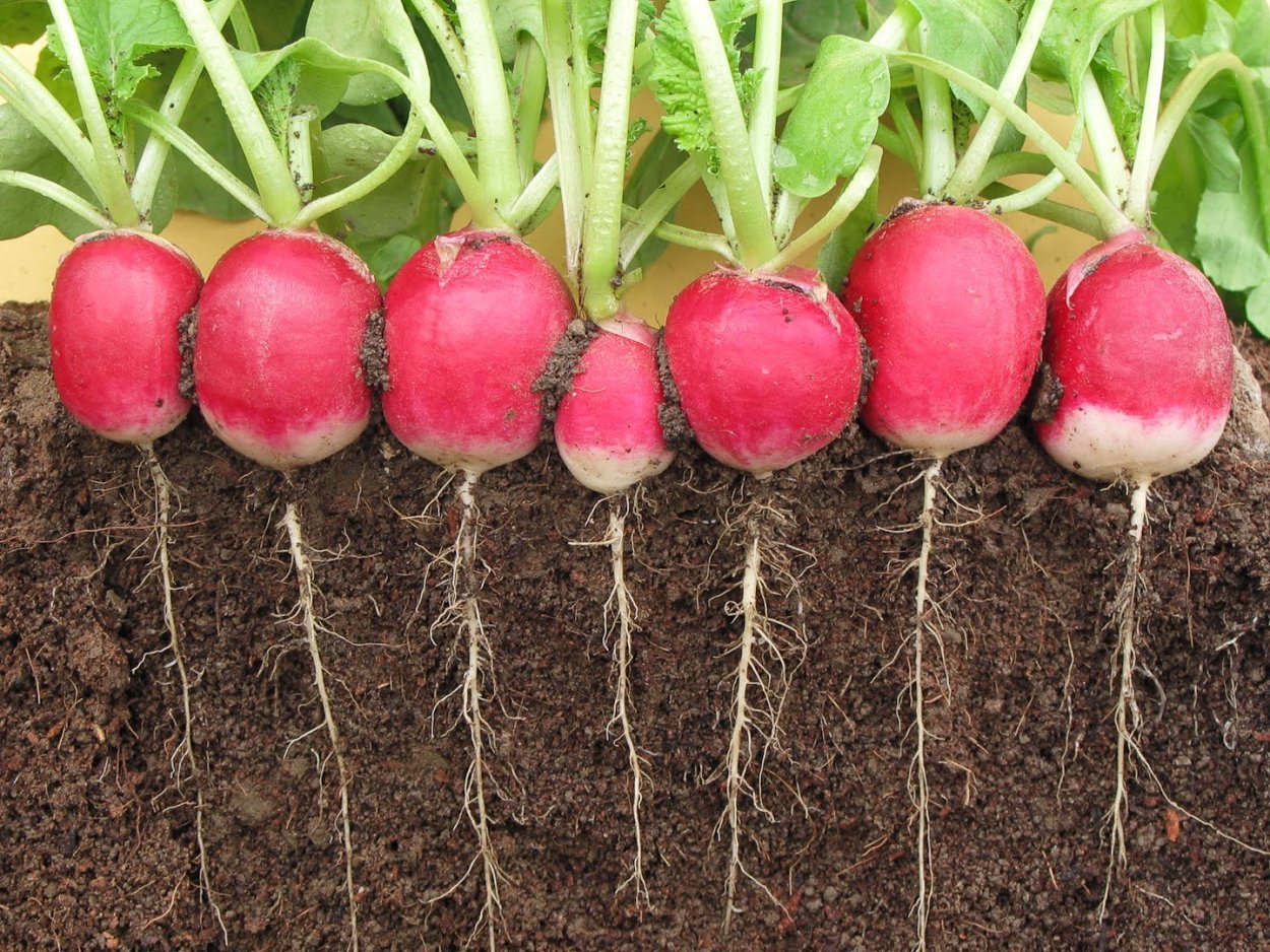 Редис растет