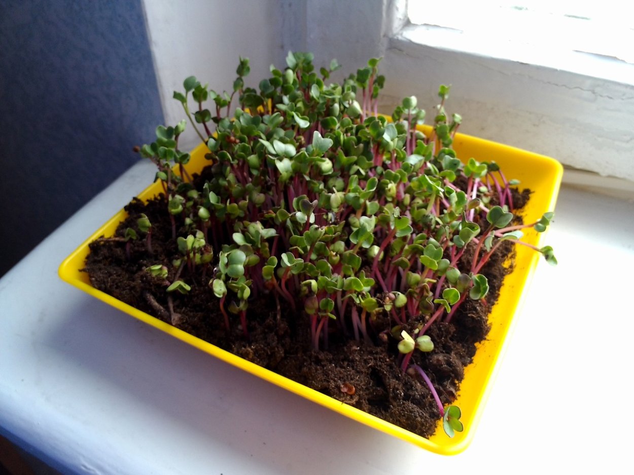 Редис батун рассада