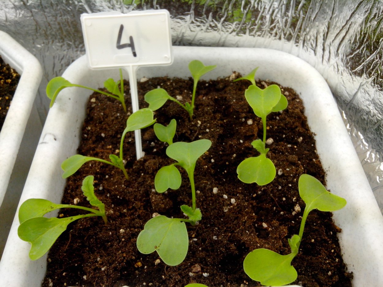 / Всходы редиски из семян