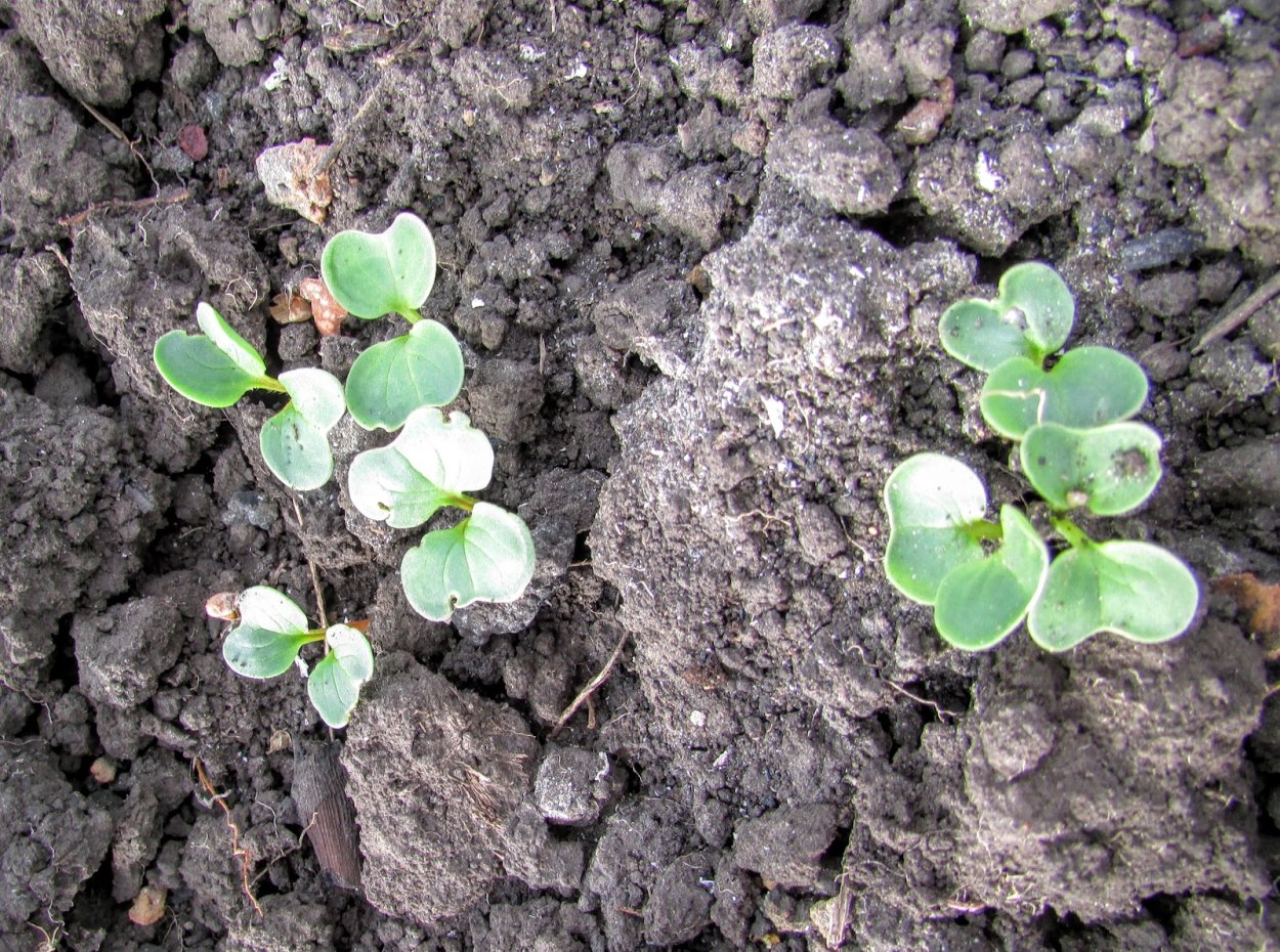 Всходы редиса первый настоящий лист