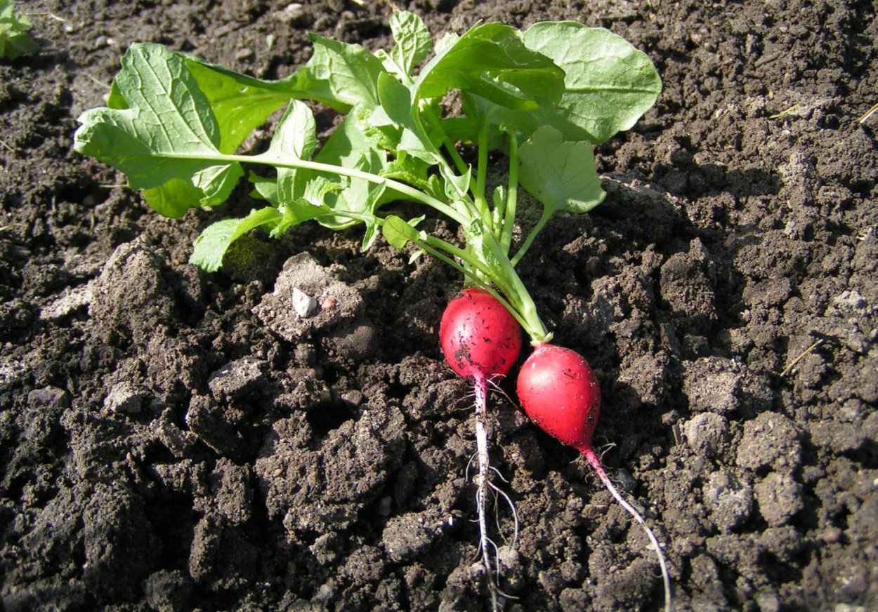 Побеги редиса
