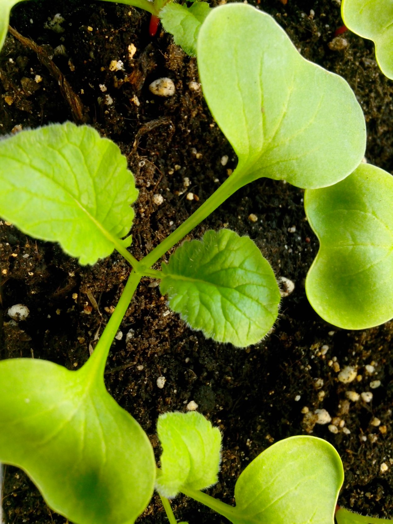 Дикий редис