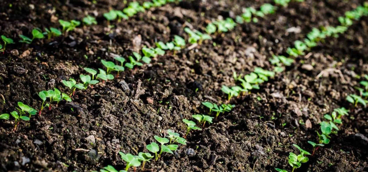 Прореживание редиса