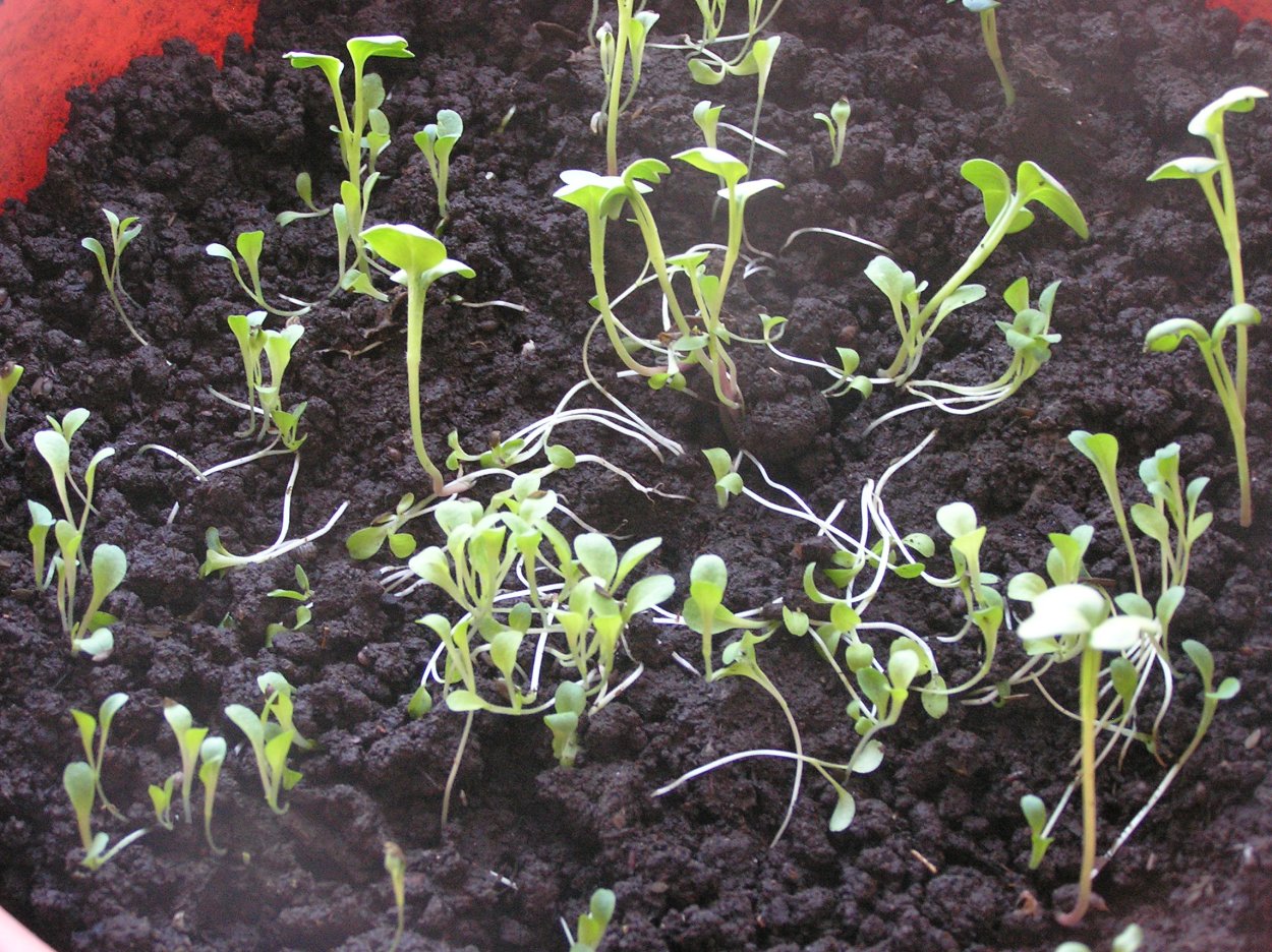 Рассада редиса вытянулась