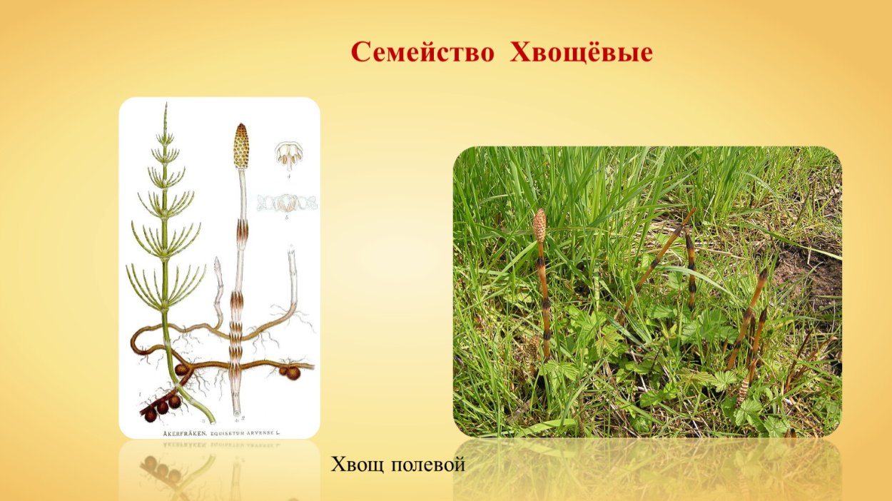 Хвощ полевой краситель