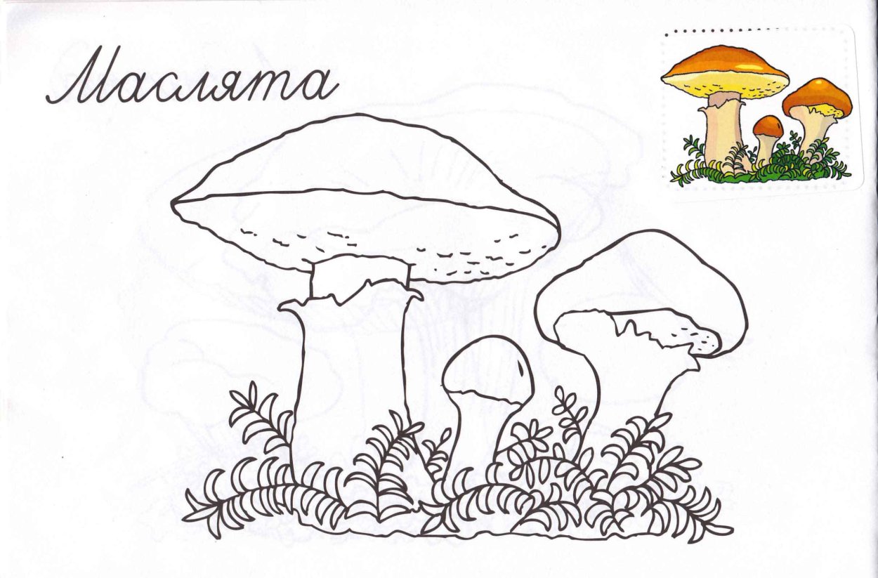 Гриб масленок трафарет