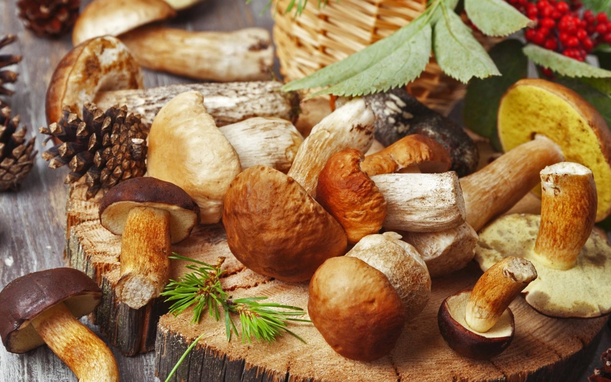 Грибы в лесу