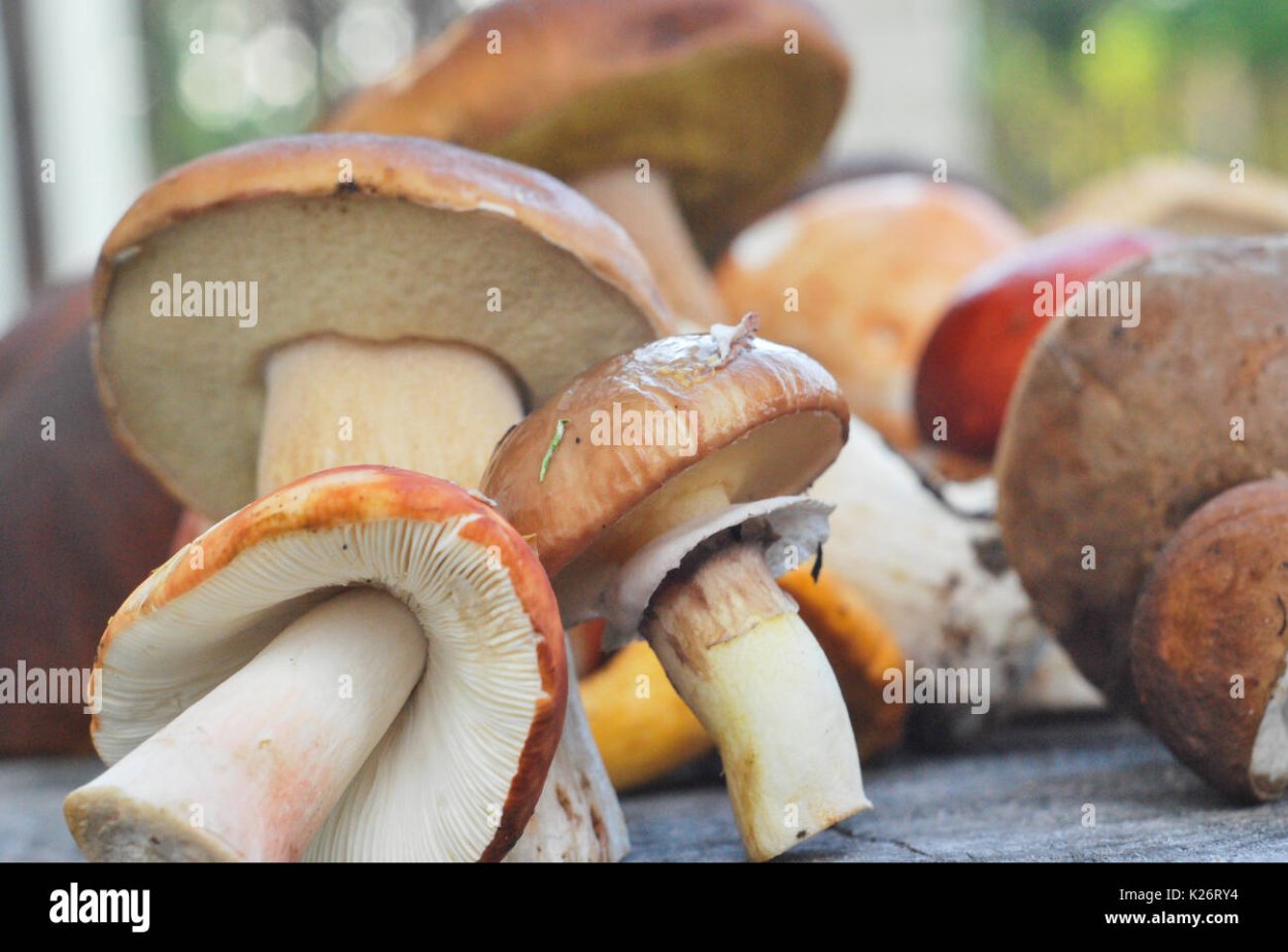 Грибы принимают участие в