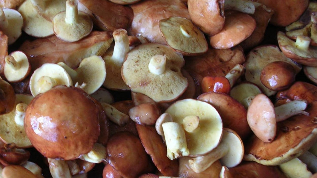 Сушеные грибы маслята