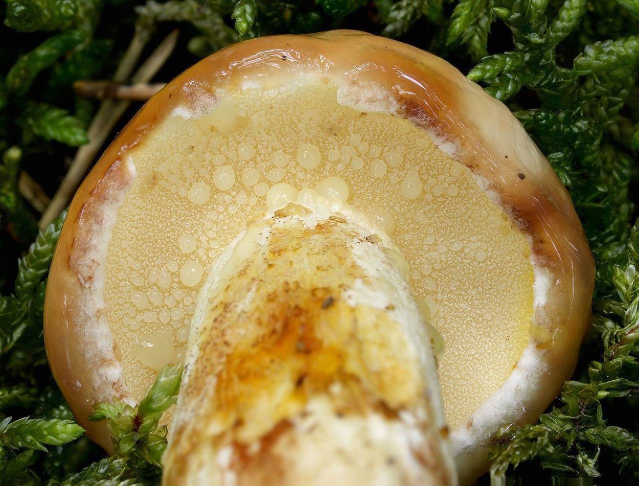 Suillus granulatus