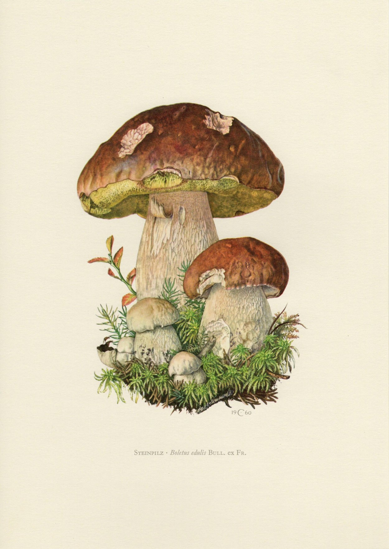 Грибы подосиновики Ботанические иллюстрации