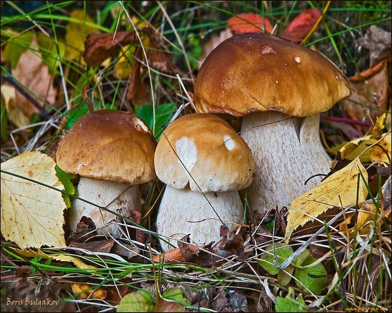 Боровик масленок