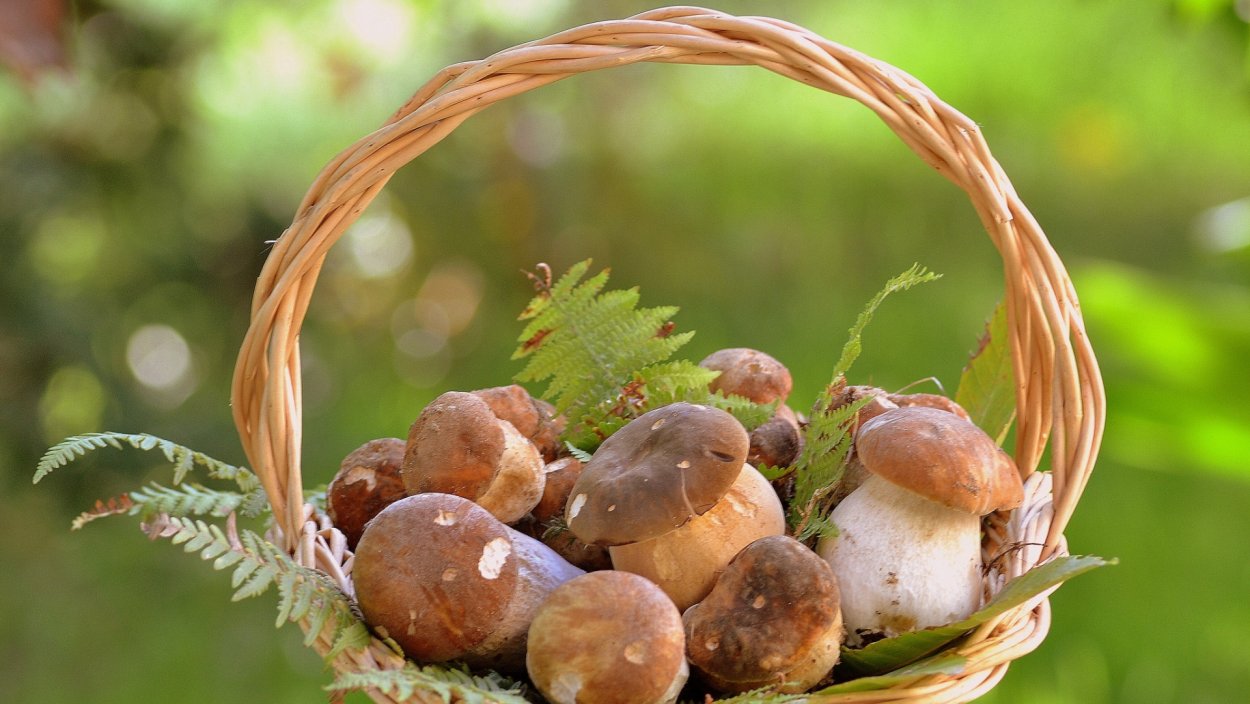 Белый гриб опята маслята