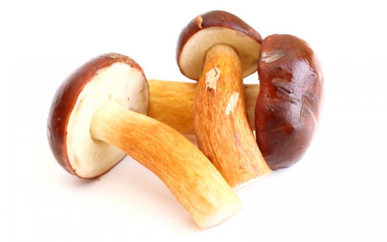 Гриб масленок на белом фоне