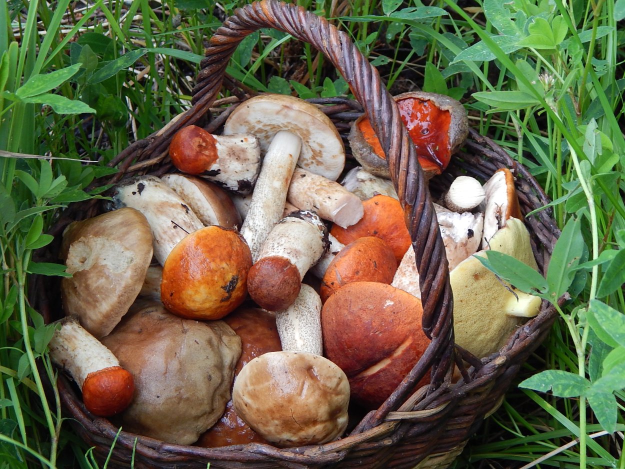Грибы в Нижегородской области 2022