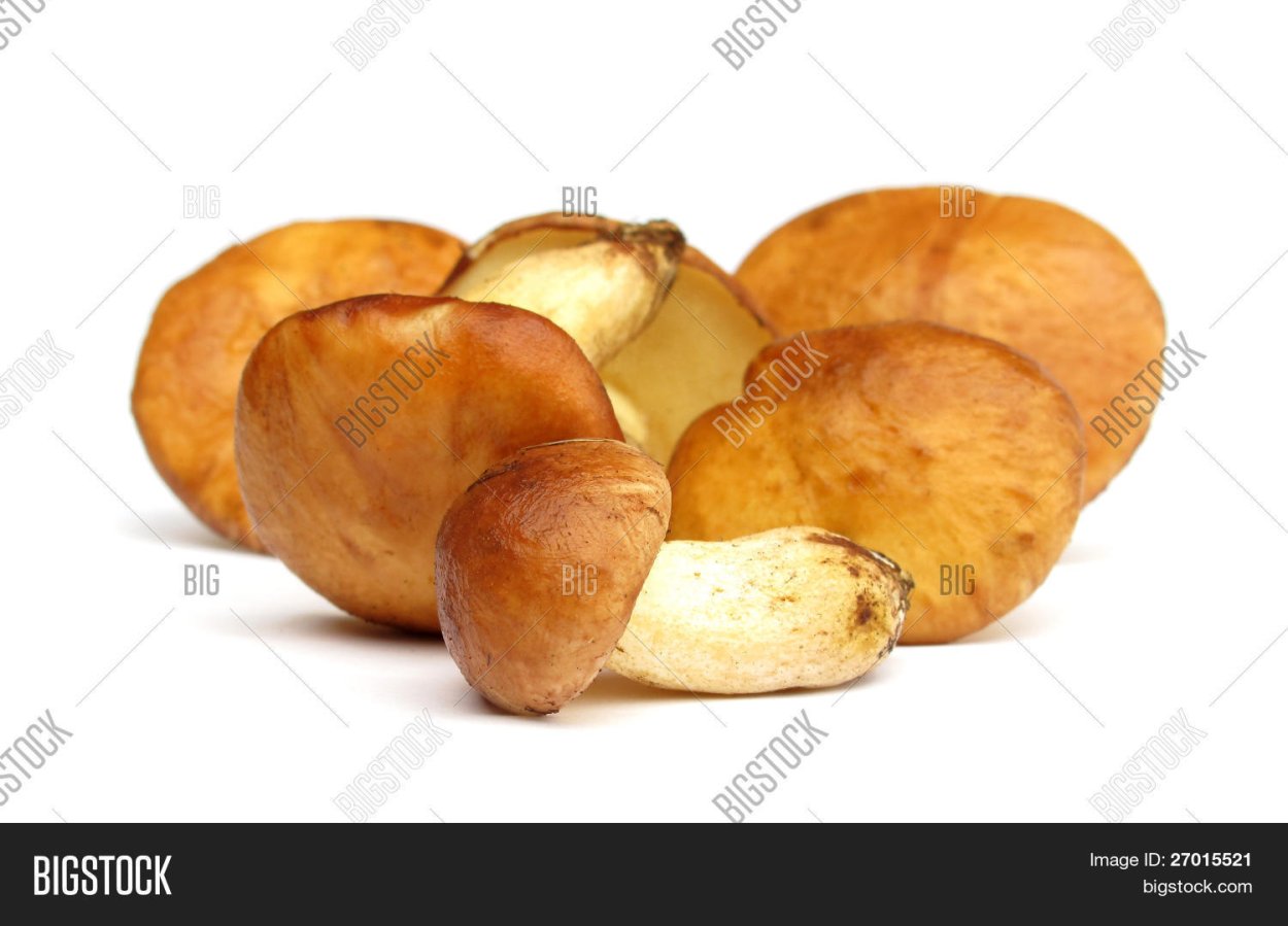 Грибы маслята