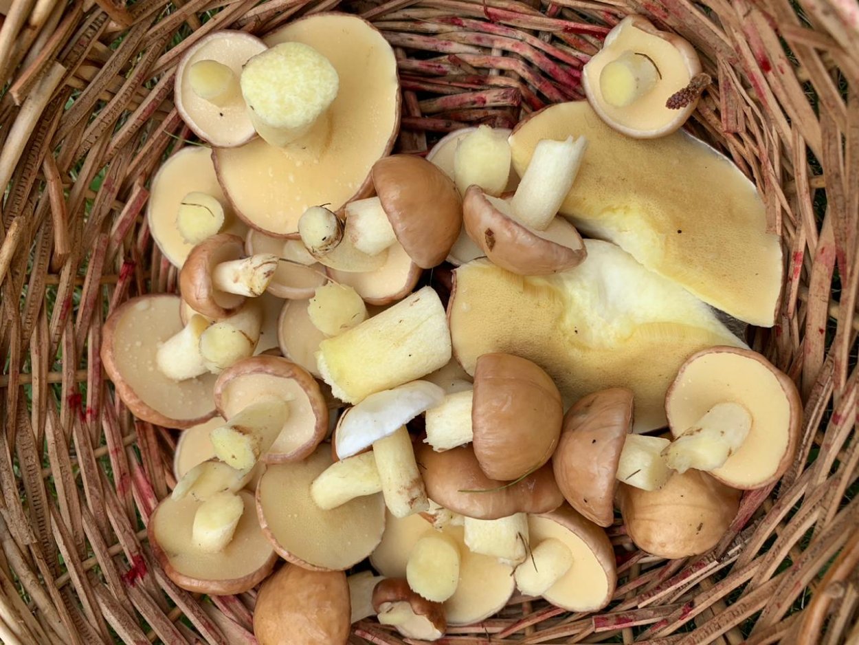 Свеженькие маслята