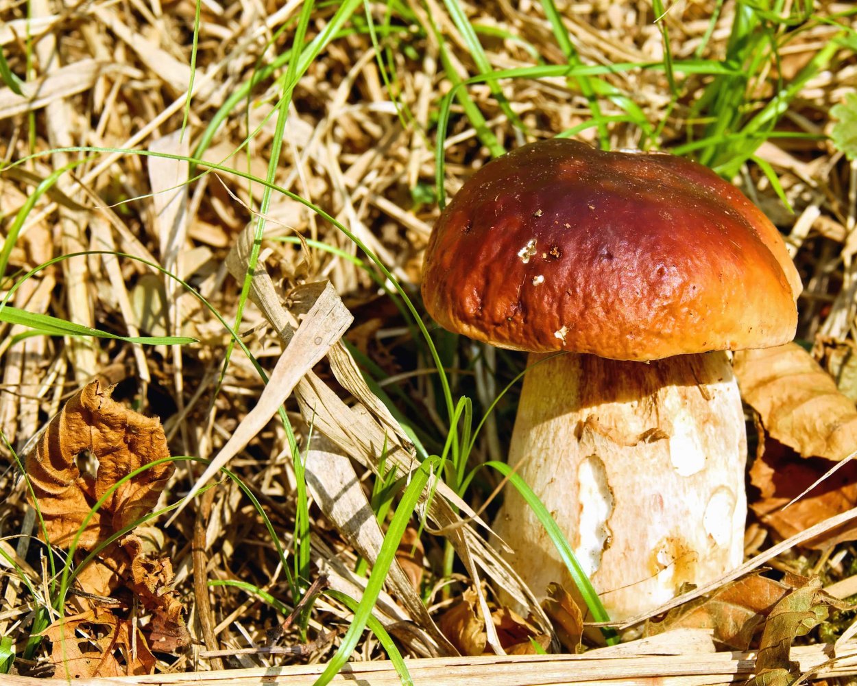 Белый масленок гриб