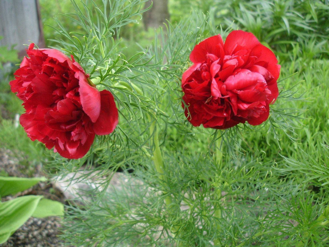 Пион тонколистный махровый