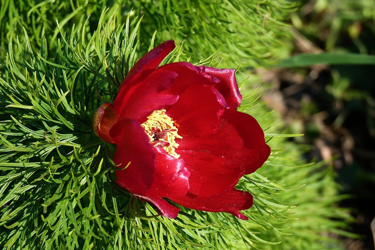 Пион тонколистный