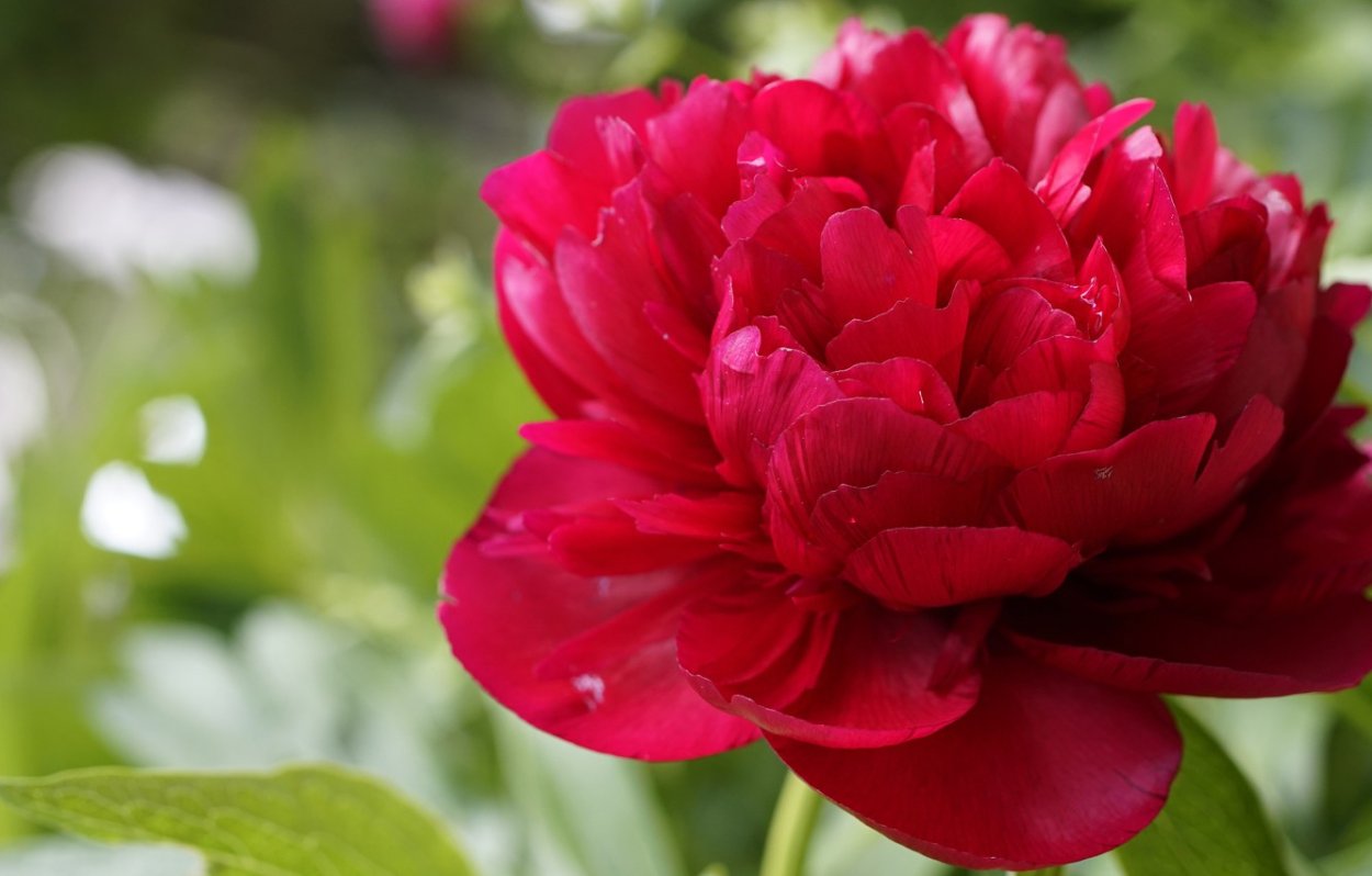 Цветы пионы красные