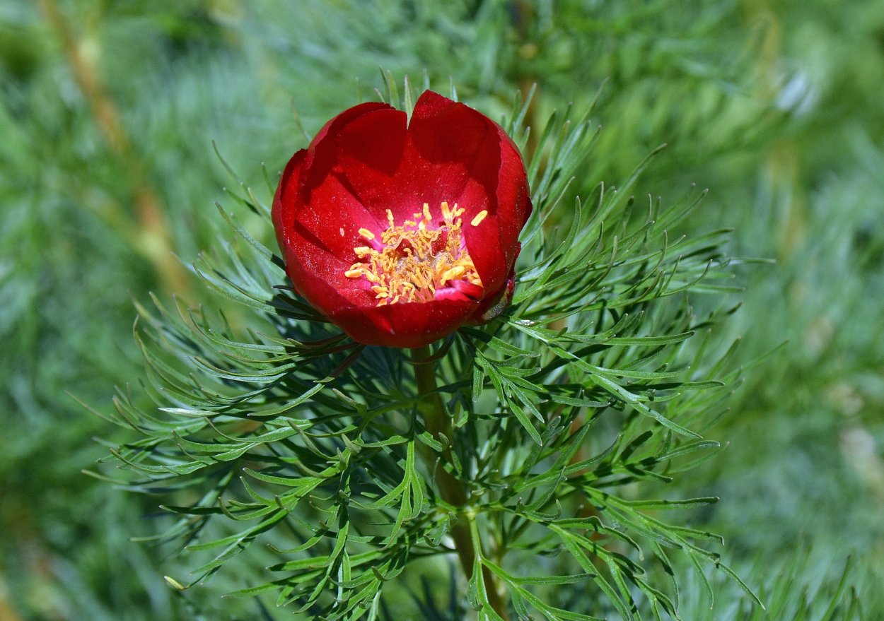 Воронец растение